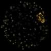 rk22 4k uhd fireworks video black footage with sound, 01 peony effect