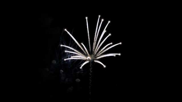 fwck rk26 2160p 17 palmtrees